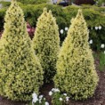 Picea glauca "Daisy´s White" - smrek biely